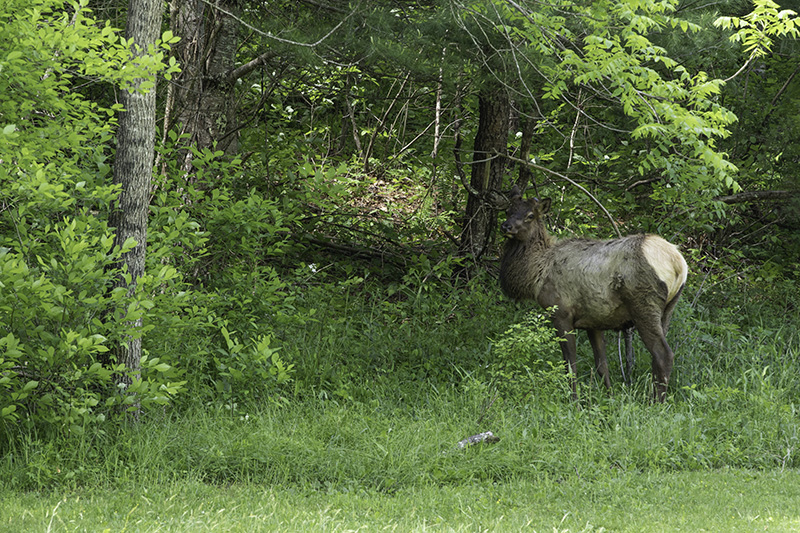 Elk