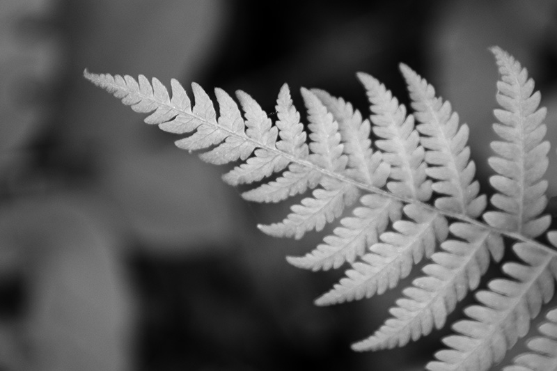 Fern