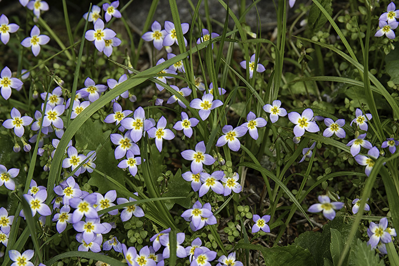 Bluets