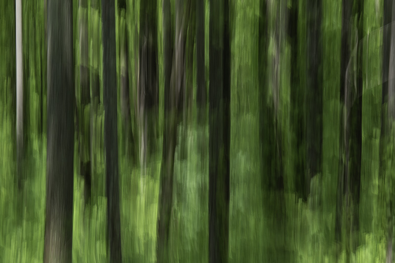 Forest_abstract