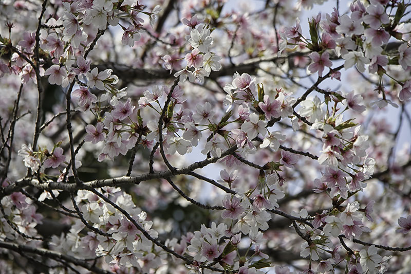 Blossoms1
