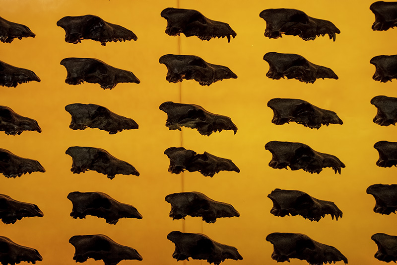 DireWolfSkulls