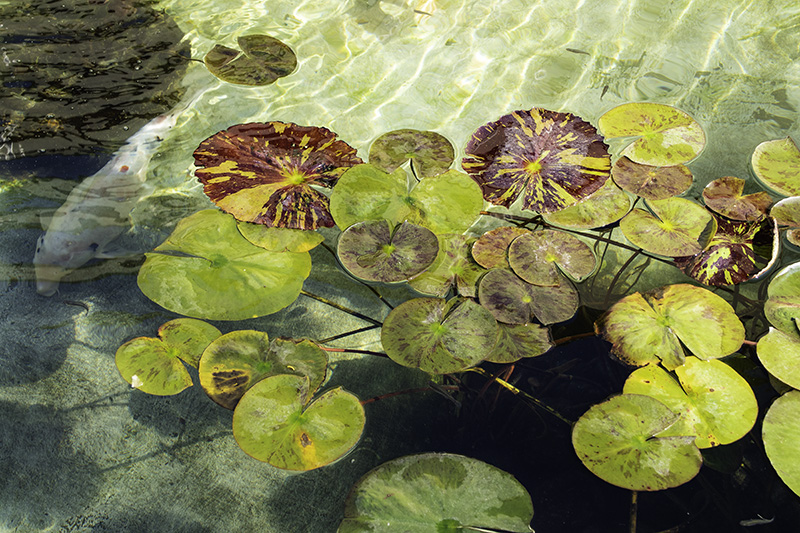 LilyPads