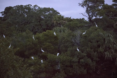 Egrets