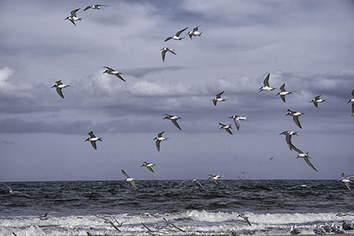Gulls