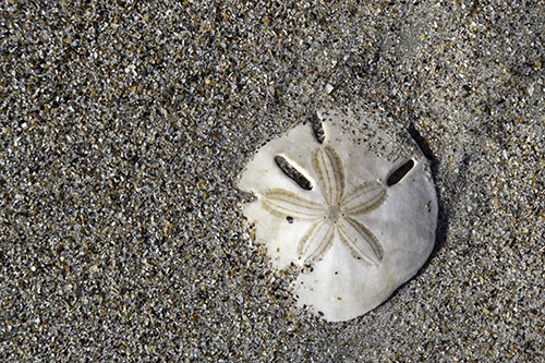 Sand_dollar