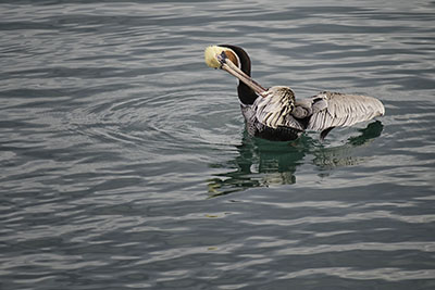 Brown_Pelican