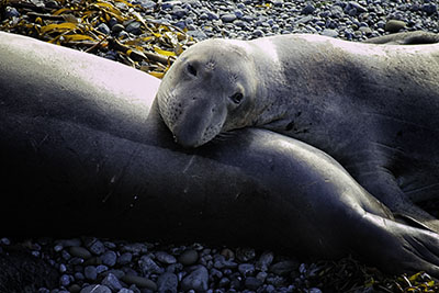 Elephant_Seal