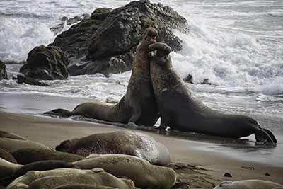 Elephant_Seal_fight
