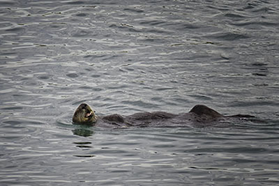 Sea_Otter1