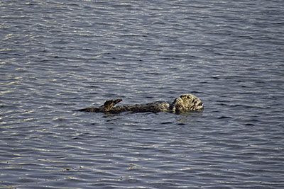 Sea_Otter2
