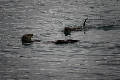 Sea_Otters