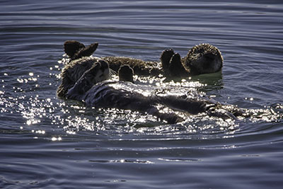 Sea_Otters2