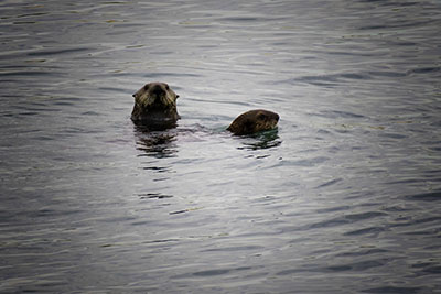 Sea_Otters2