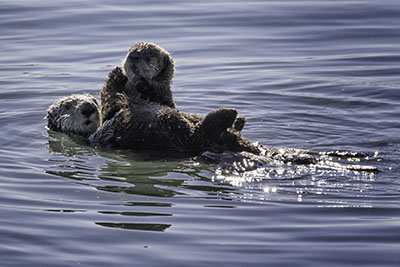 Sea_Otters3