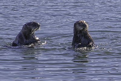 Sea_Otters4