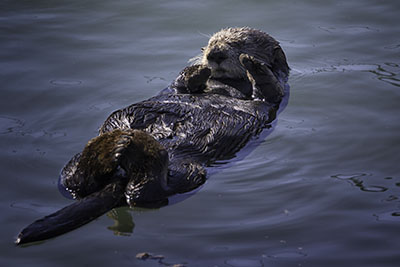 Sea_otter