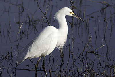 Snowy_Egret