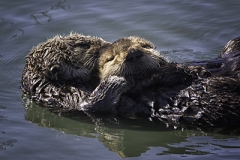 Sea_Otters
