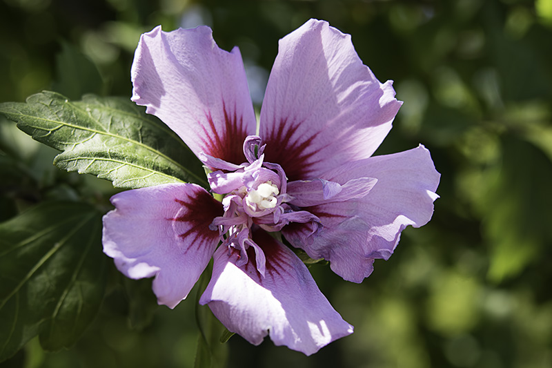RoseofSharon