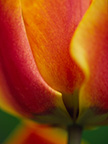 Closeup of a variegated tulip